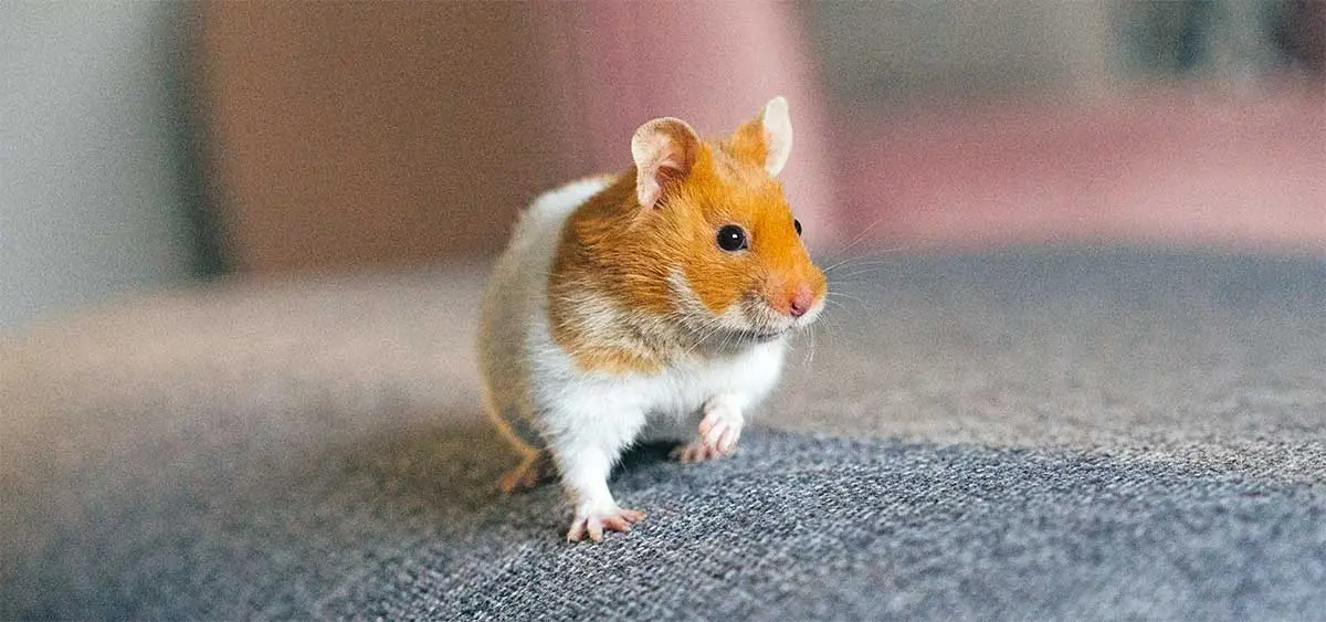 syrian hamster on couch