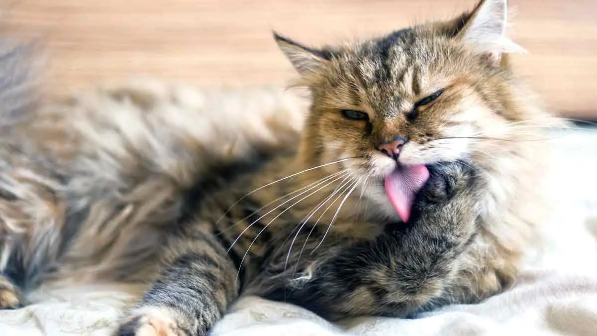cat grooming licking paw