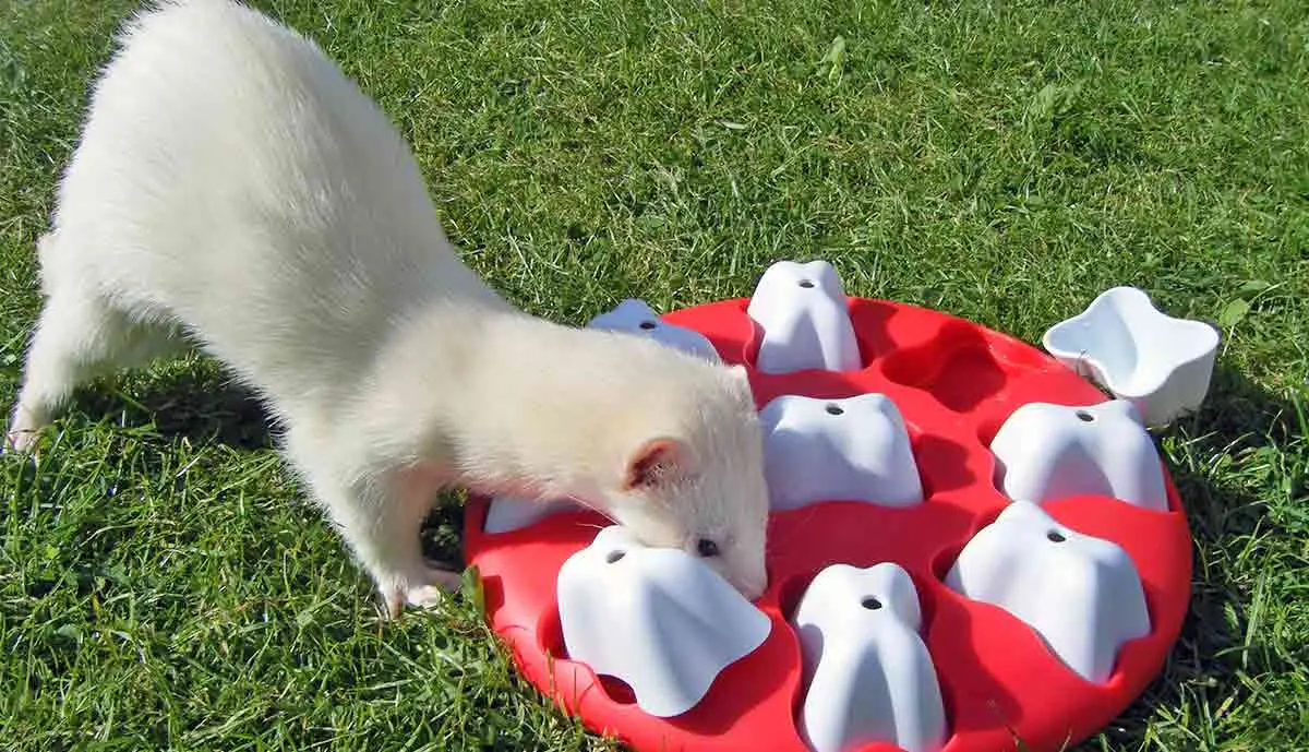 Ferret playing with puzzle toy