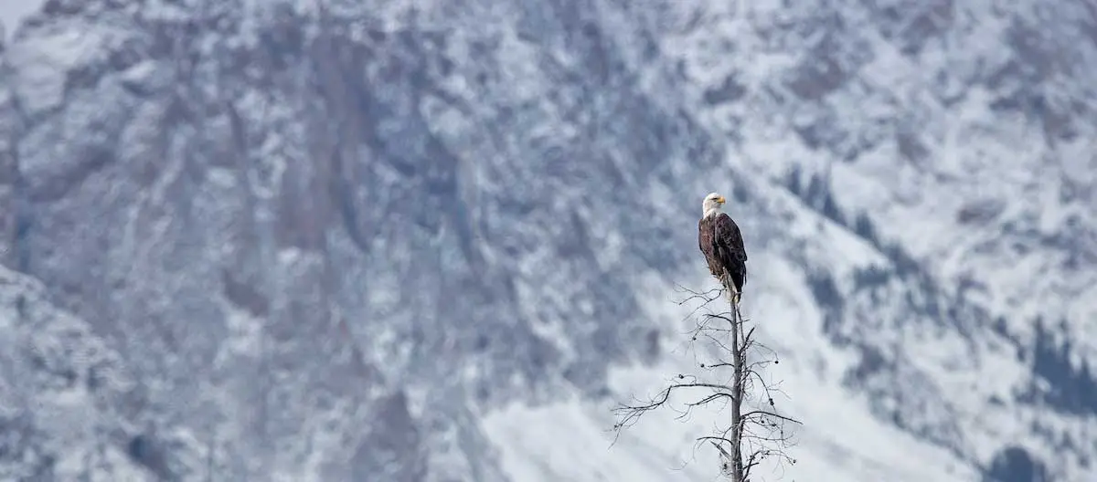 eagle sitting mountains