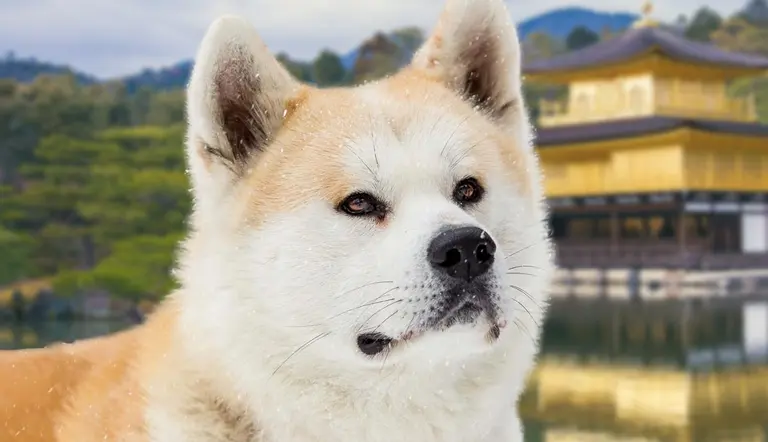 Hachiko story untold facts