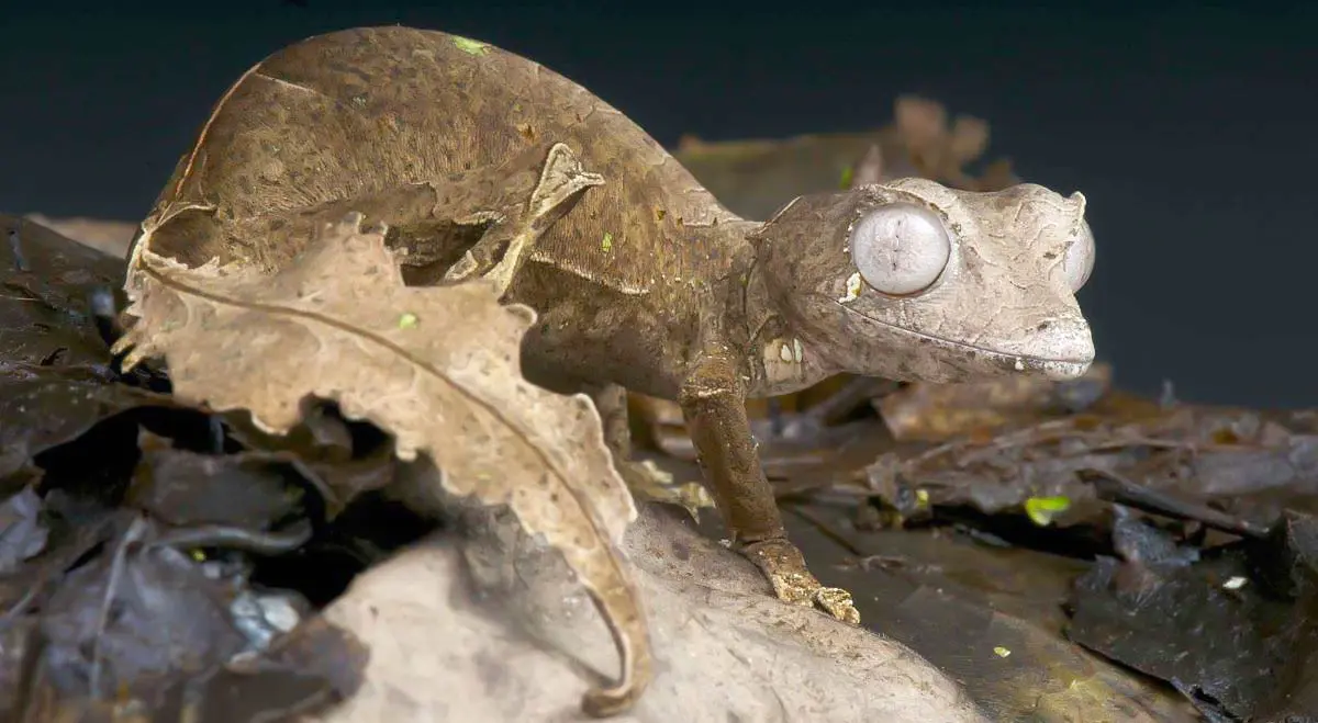 satanic leaf tailed gecko