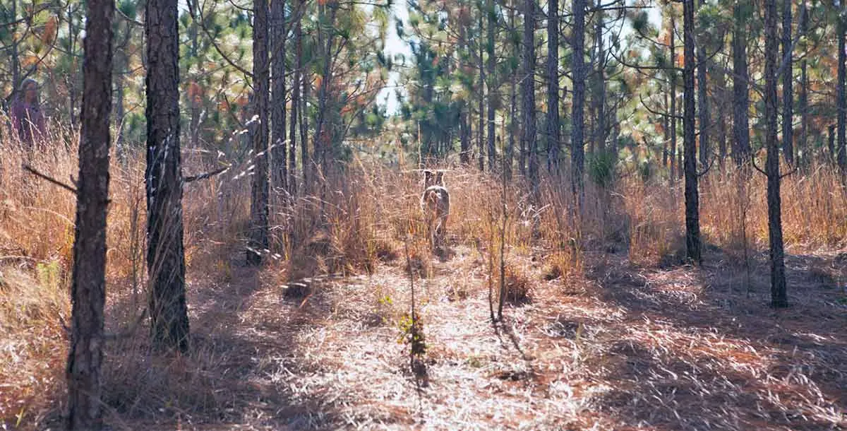 carolina dog back forest wild natural landscape
