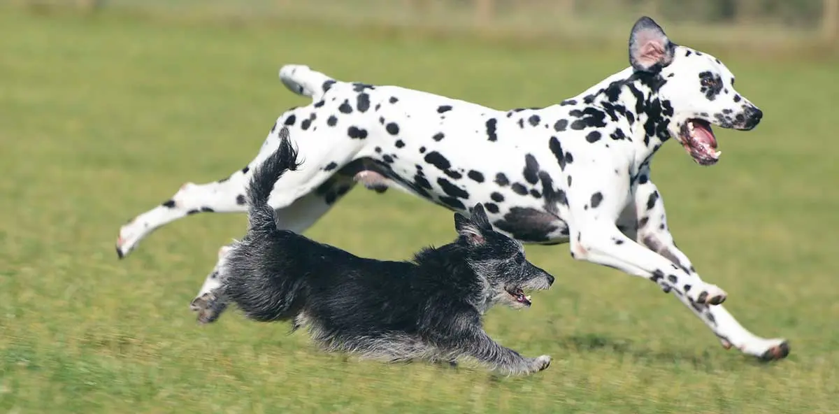 dalmatian running with terrier on grass