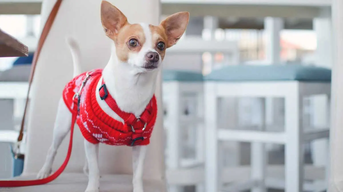 Chihuahua in Red Jersey in Kitchen
