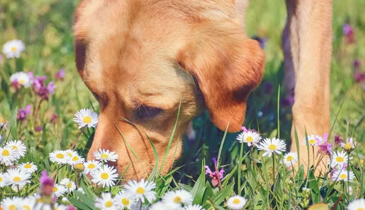 dog sniffing wildflowers