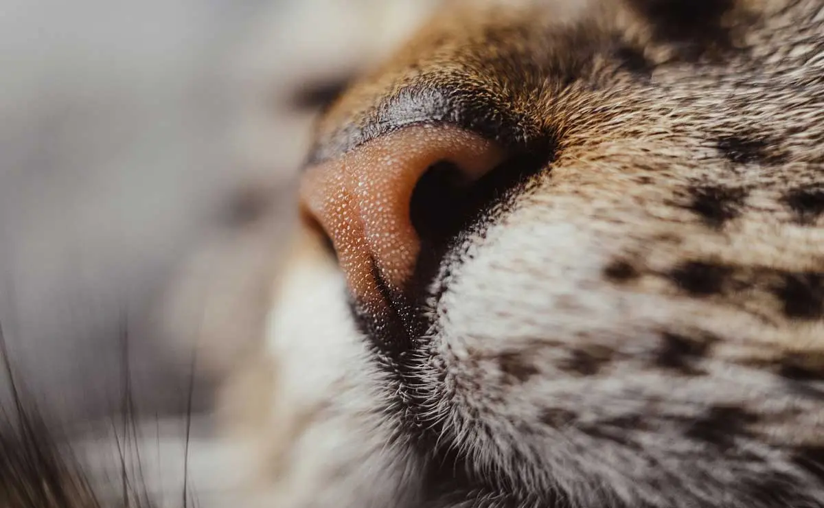 tabby cat nose closeup