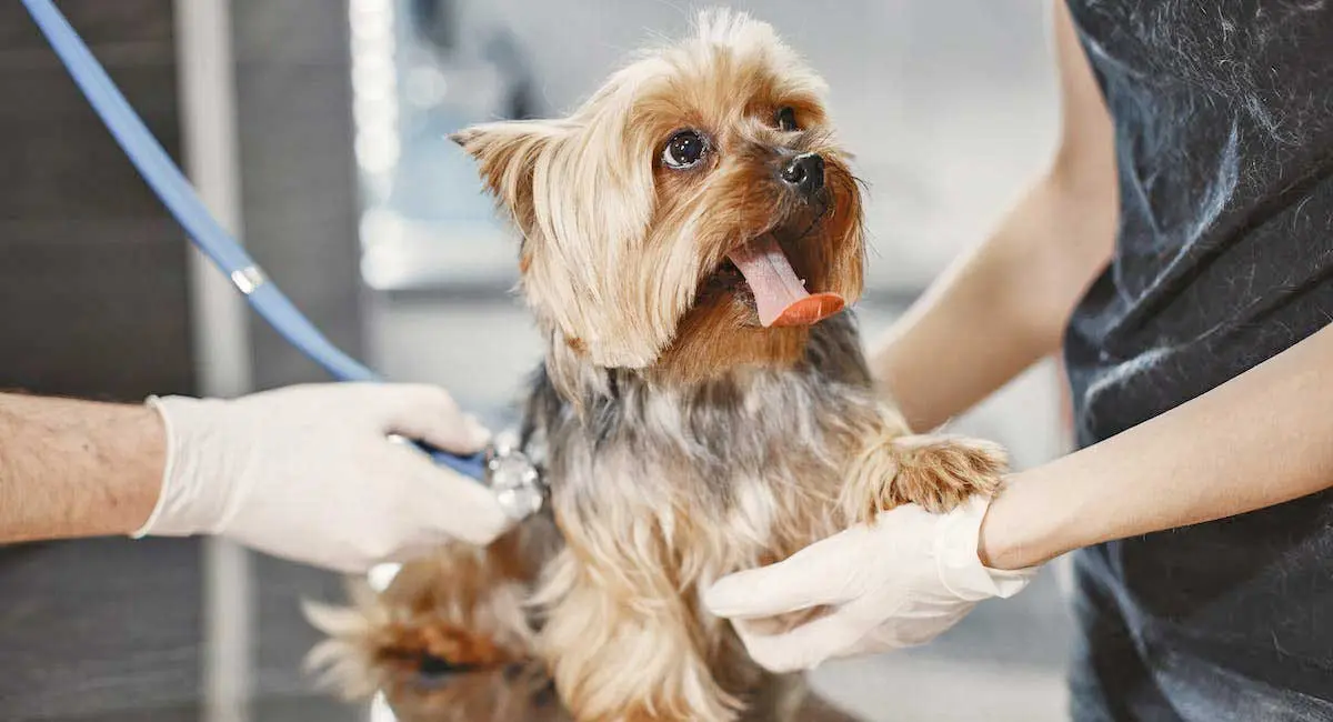Yorkshire Terrier Dog Having a Medical Check Up