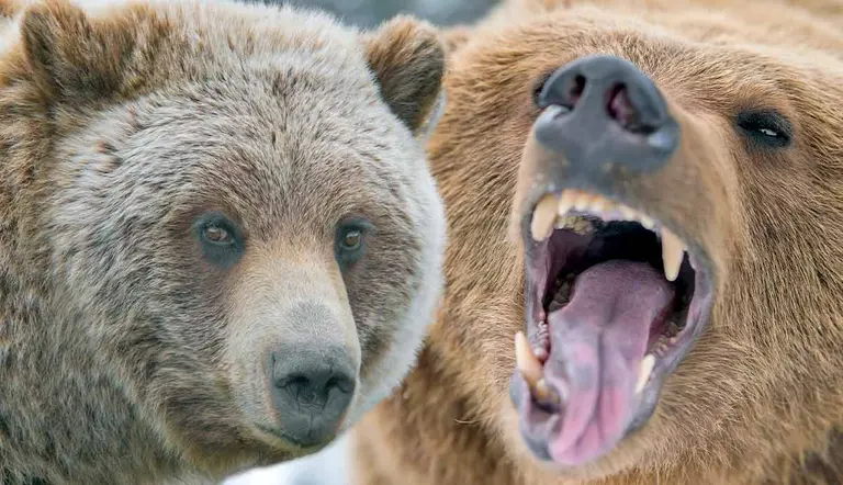 are grizzly bears truly dangerous