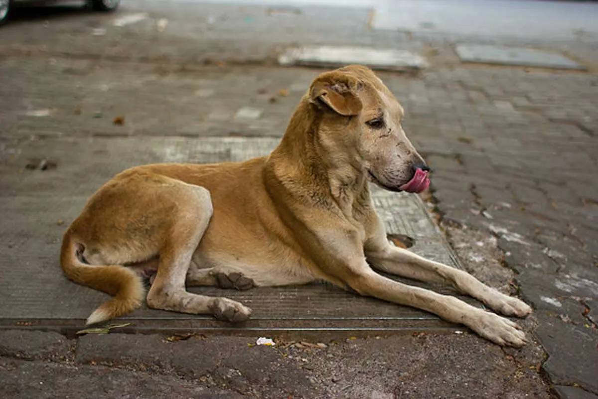 homeless street dog lying down