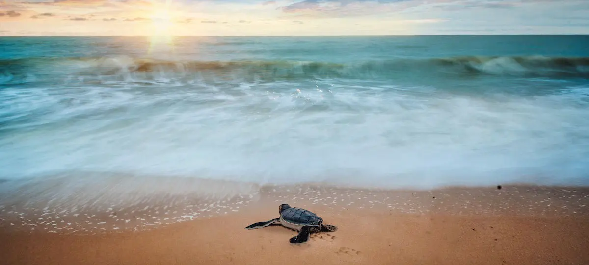 baby sea turtle sunset