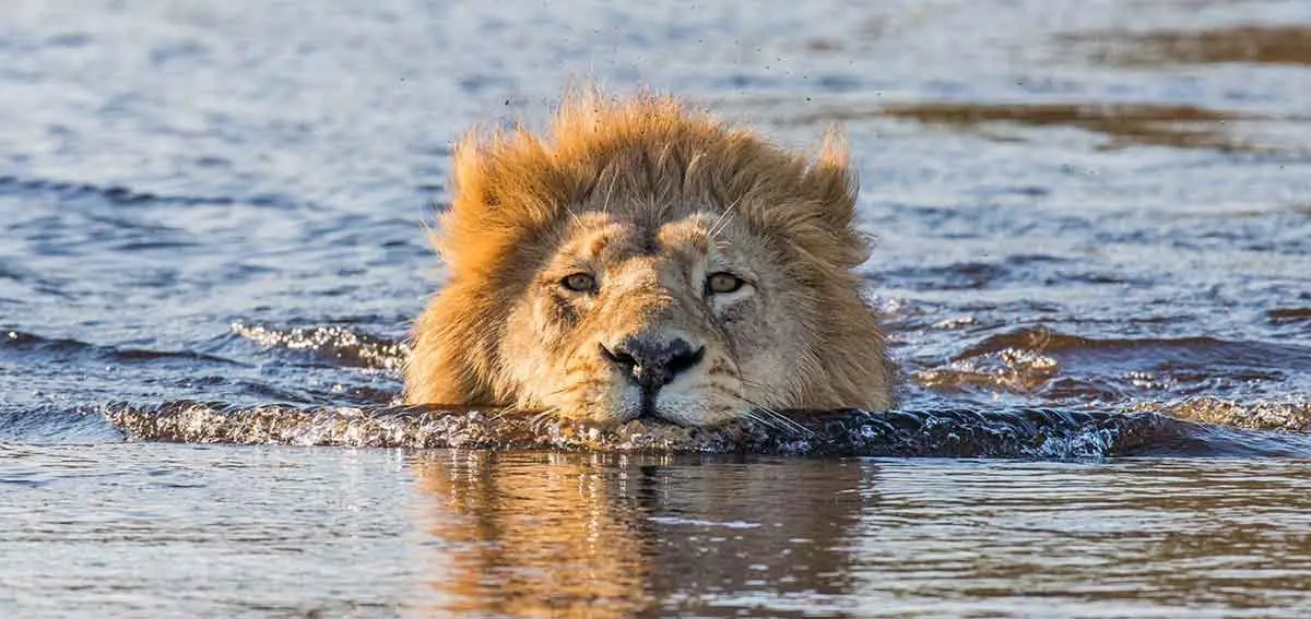 okavango delta swimming lion