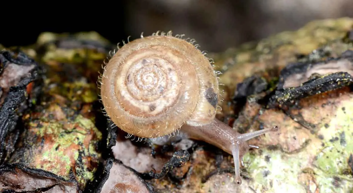 snail with hairy shell
