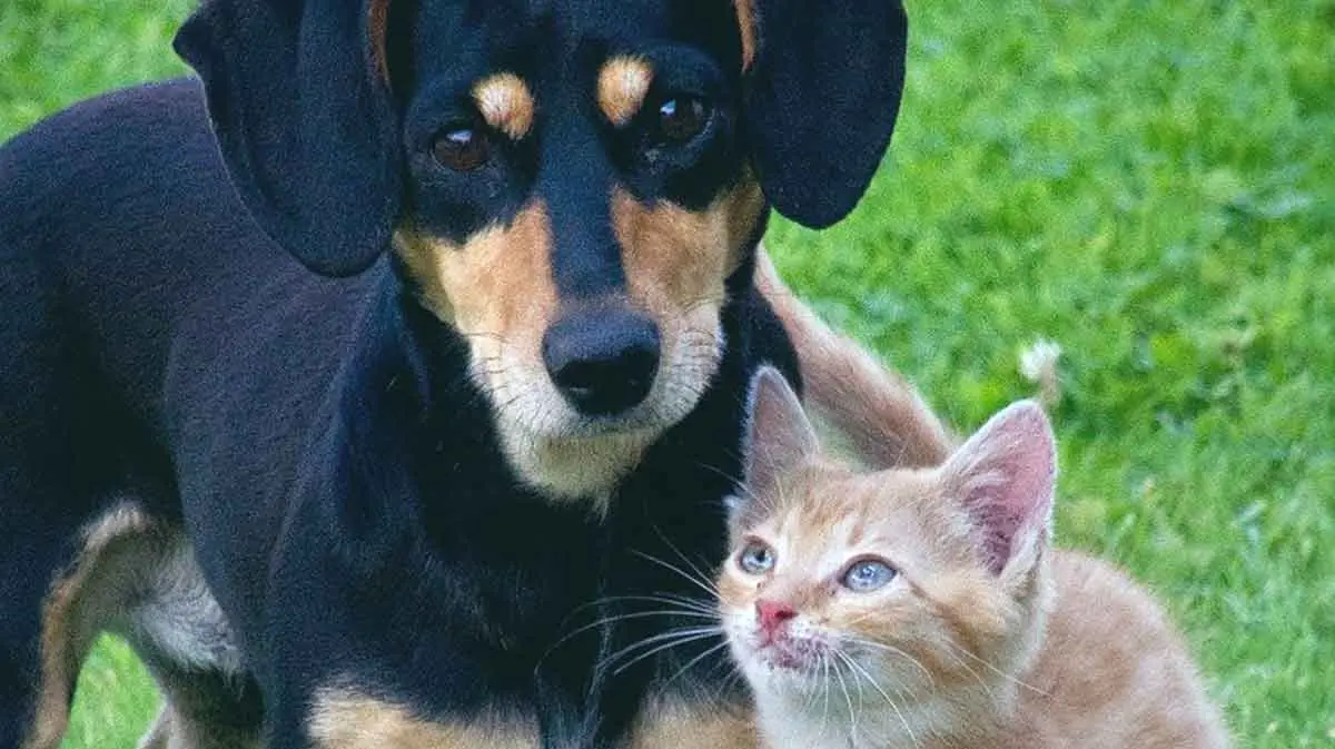 dog and cat outside on grass