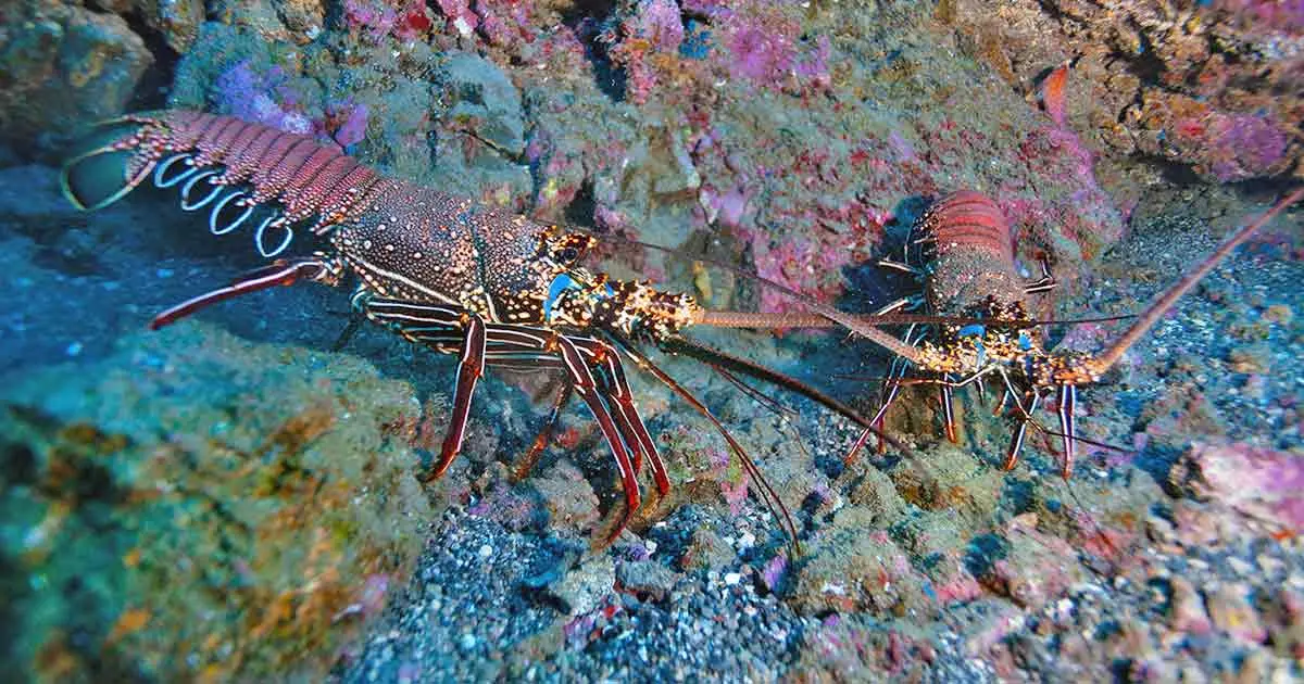 lobster habitat