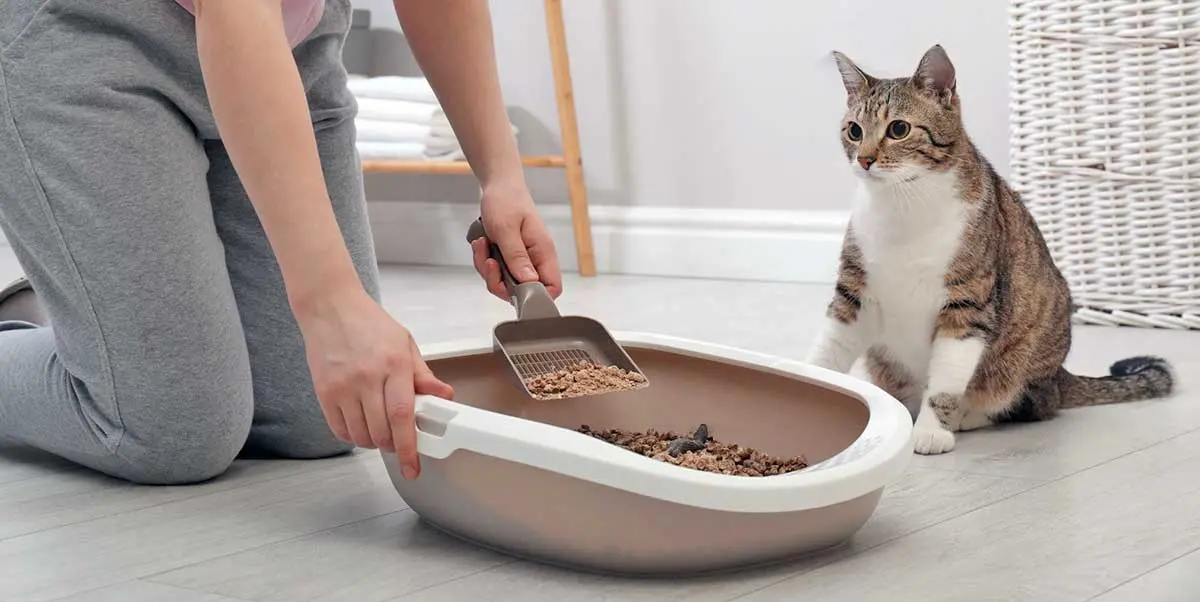 owner scoop cat litter
