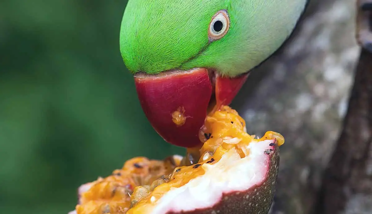 parrot eating fruit