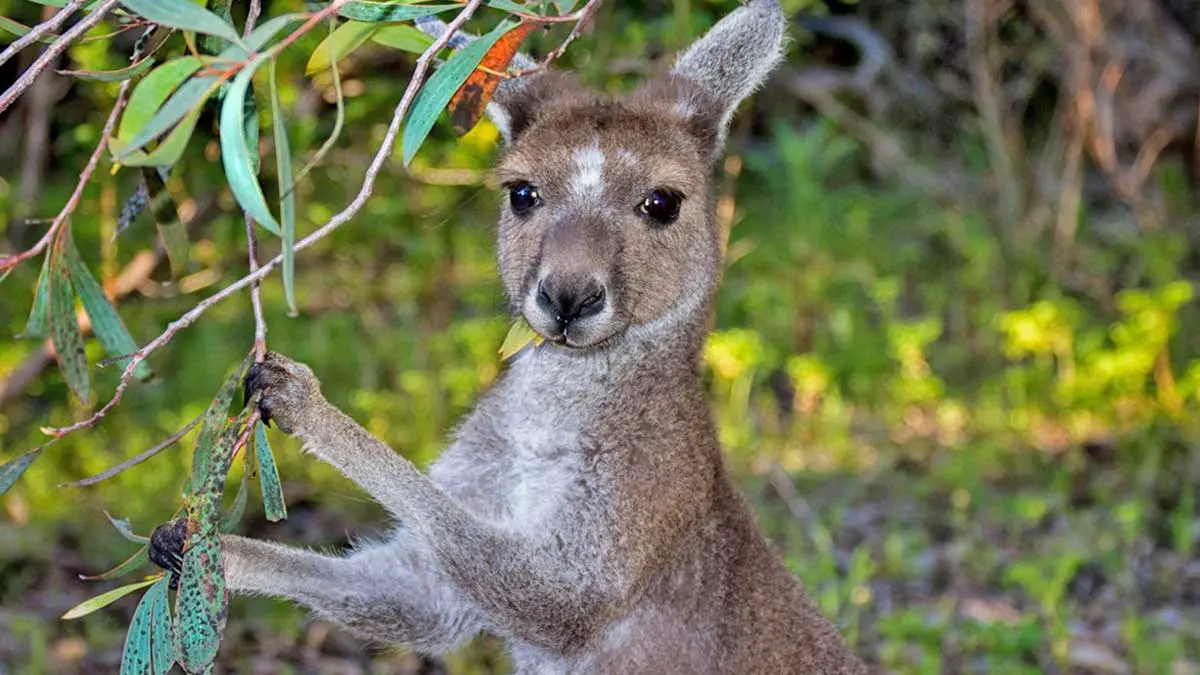 kangaroo grazing forest