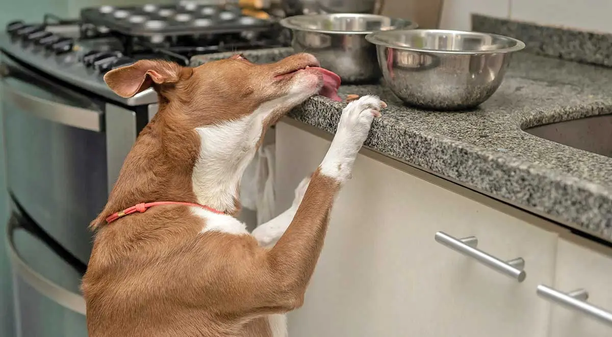 brown and white dog licking kitchen counter