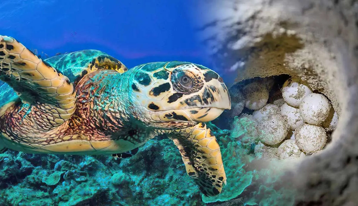 where do sea turtles lay their eggs