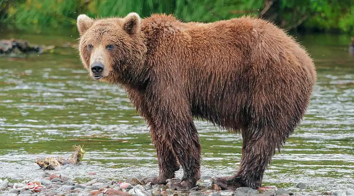 bear near a river