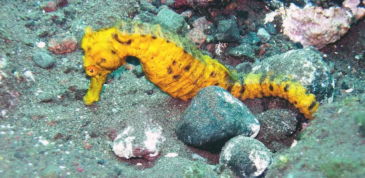 yellow seahorse laying down