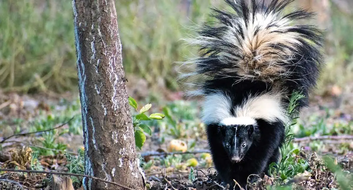 a skunk standing next to a tree