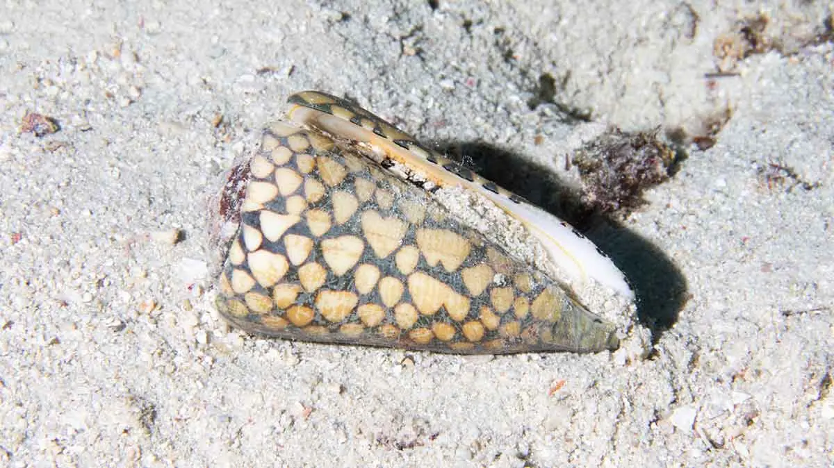 Marble Cone Snail