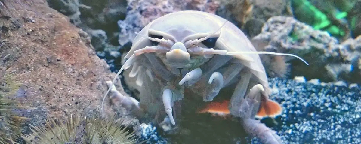 giant isopod up close underwater