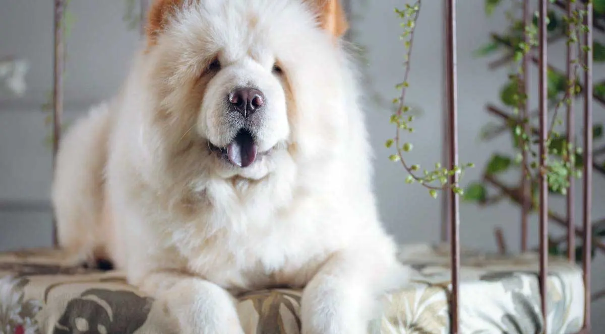 Large Chow Chow Dog Lying on Bed