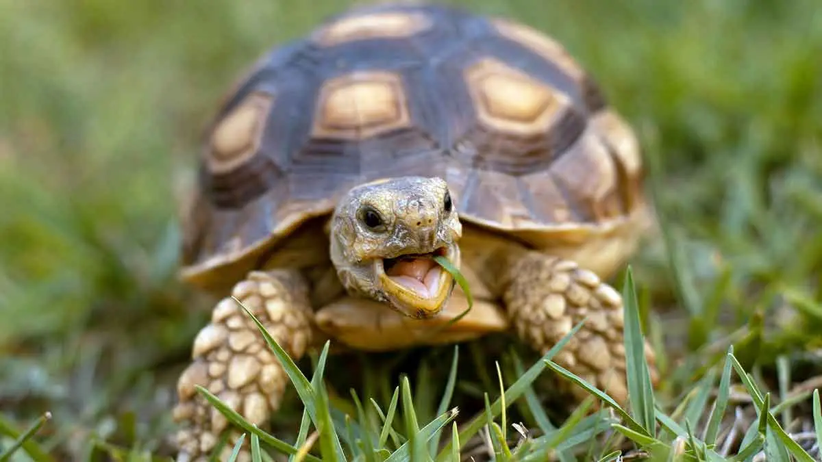 tortoise on grass