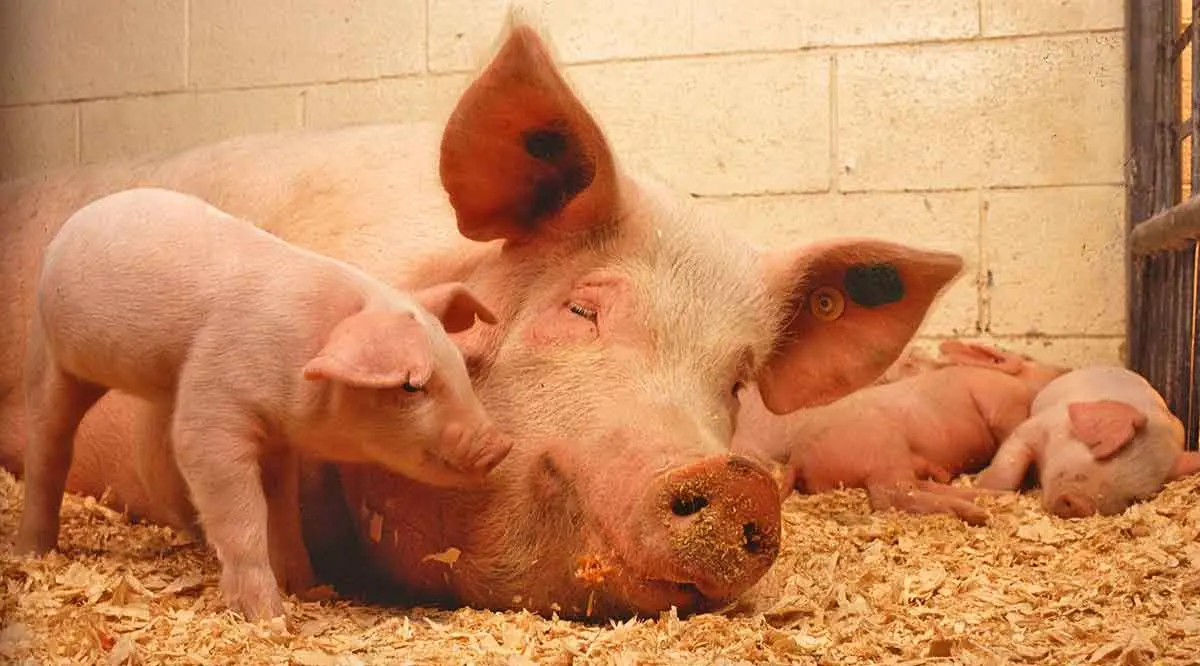 pigs piglets sleeping