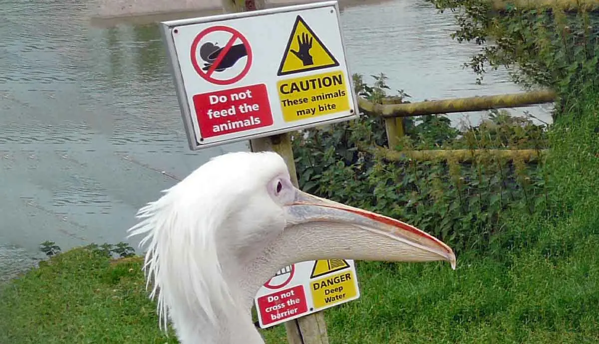 do not feed pelicans sign blackpool