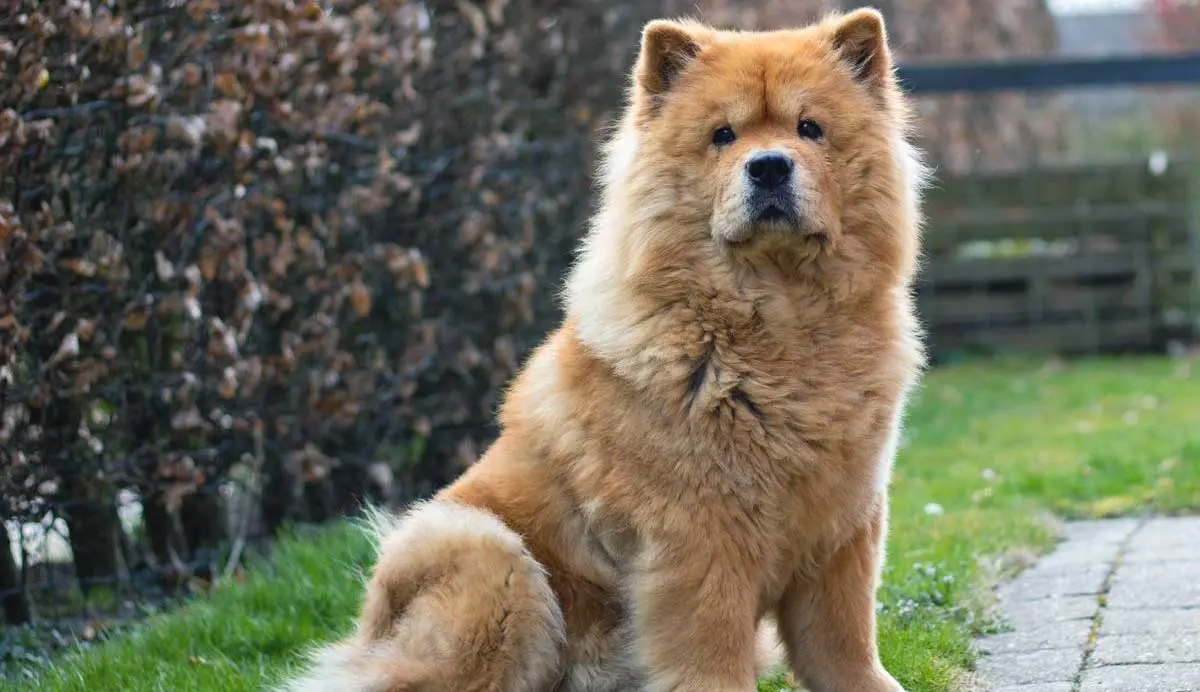 Chow Chow Dog Sitting on Grass in Yard