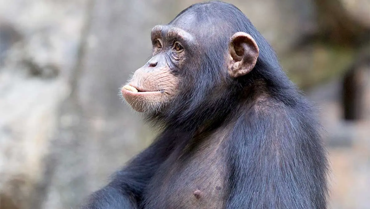 chimp looking off to the side