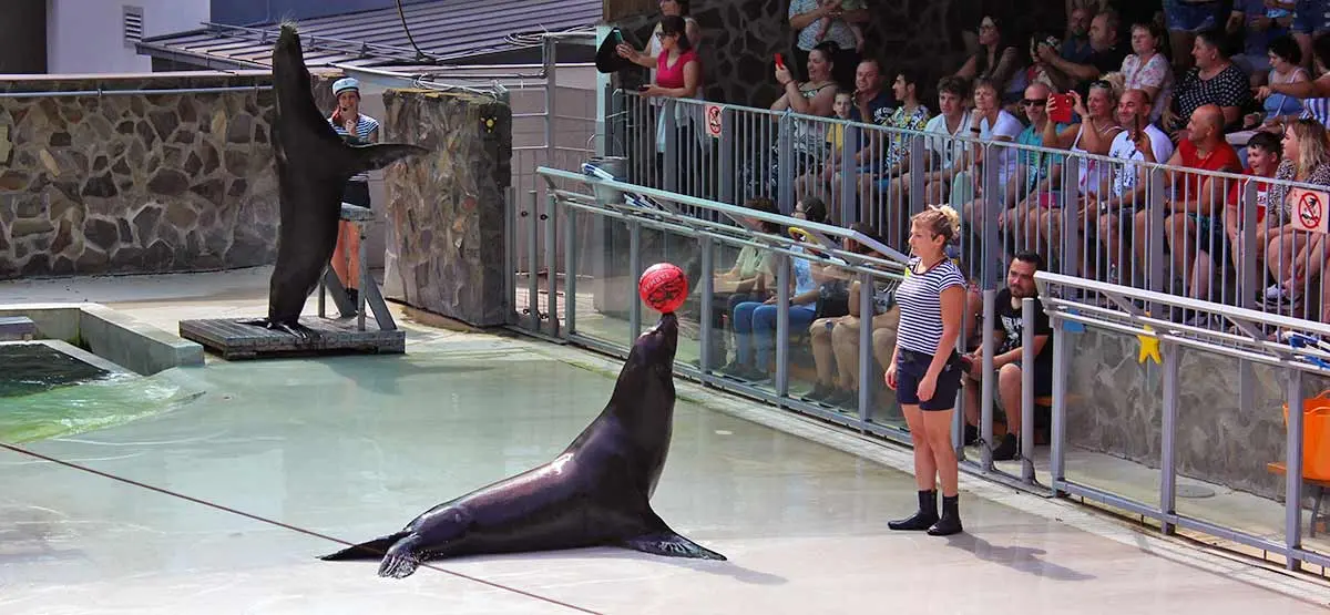 seal playing ball