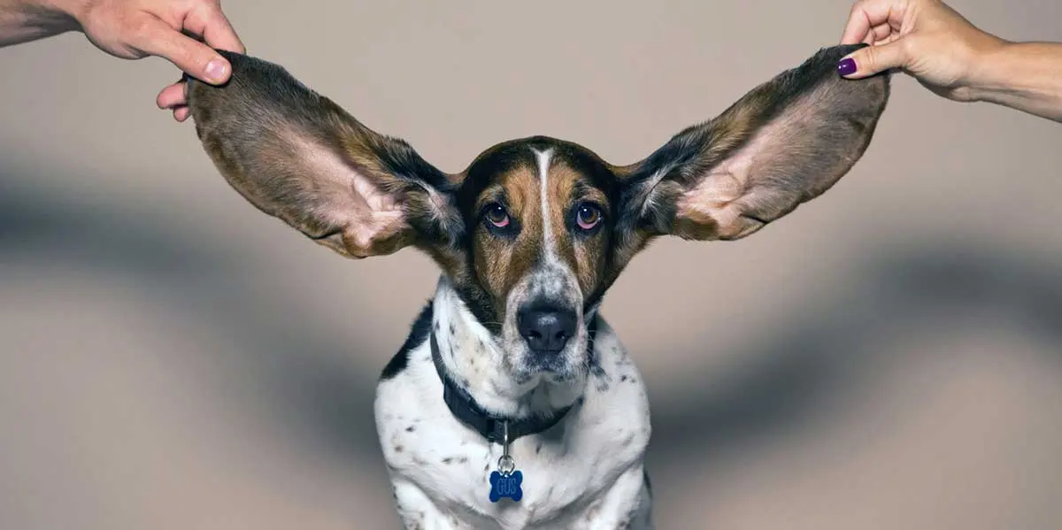 basset hound with ears held up
