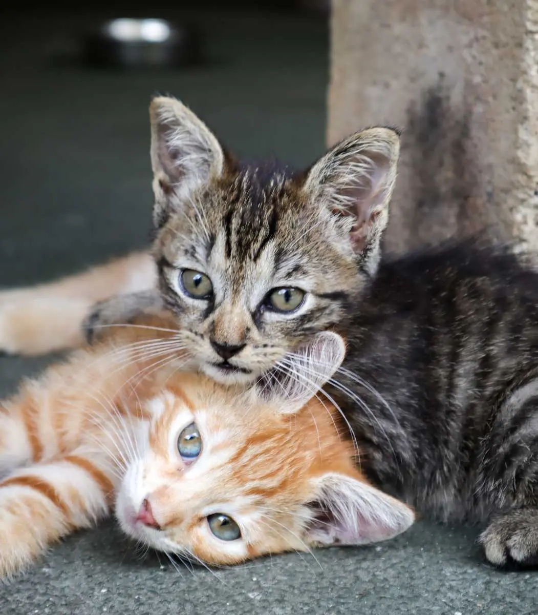 two kittens together