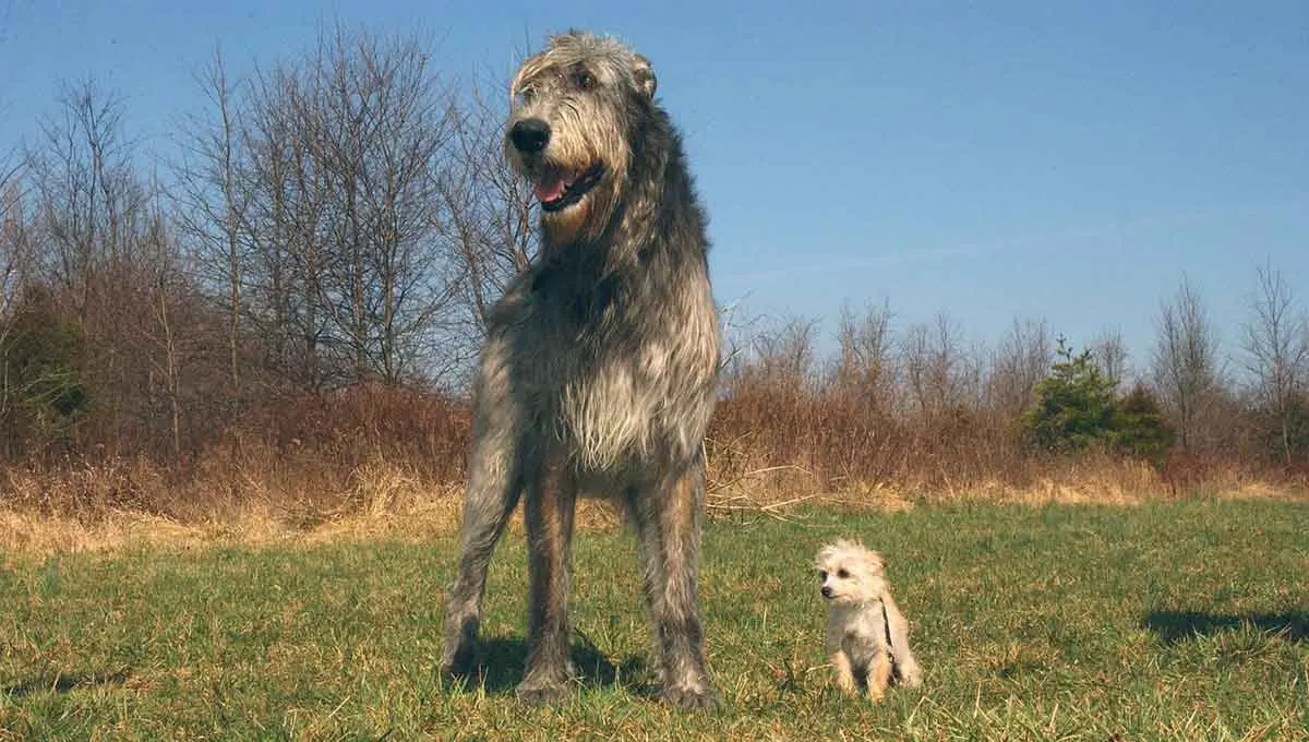 irish wolfhound standing next to small white dog