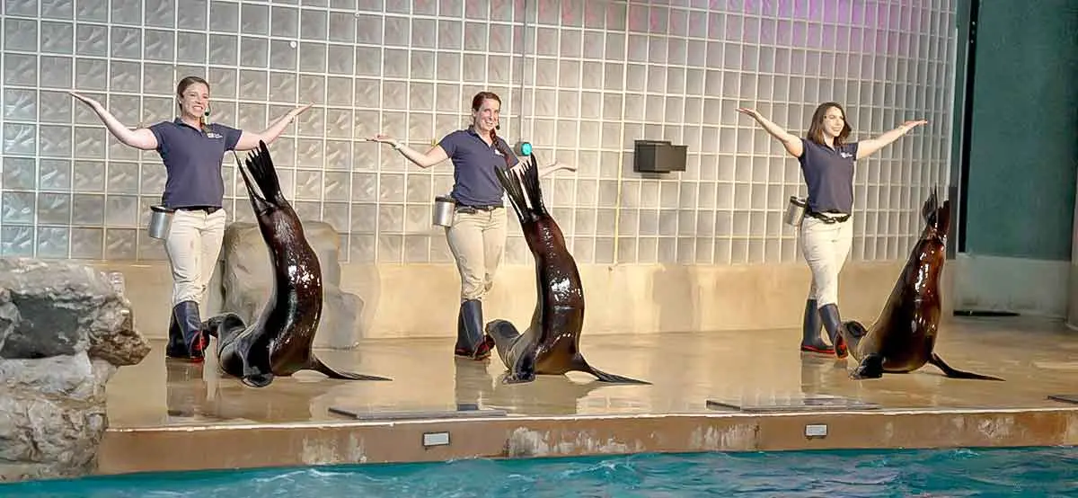 sea lion show mystic aquarium