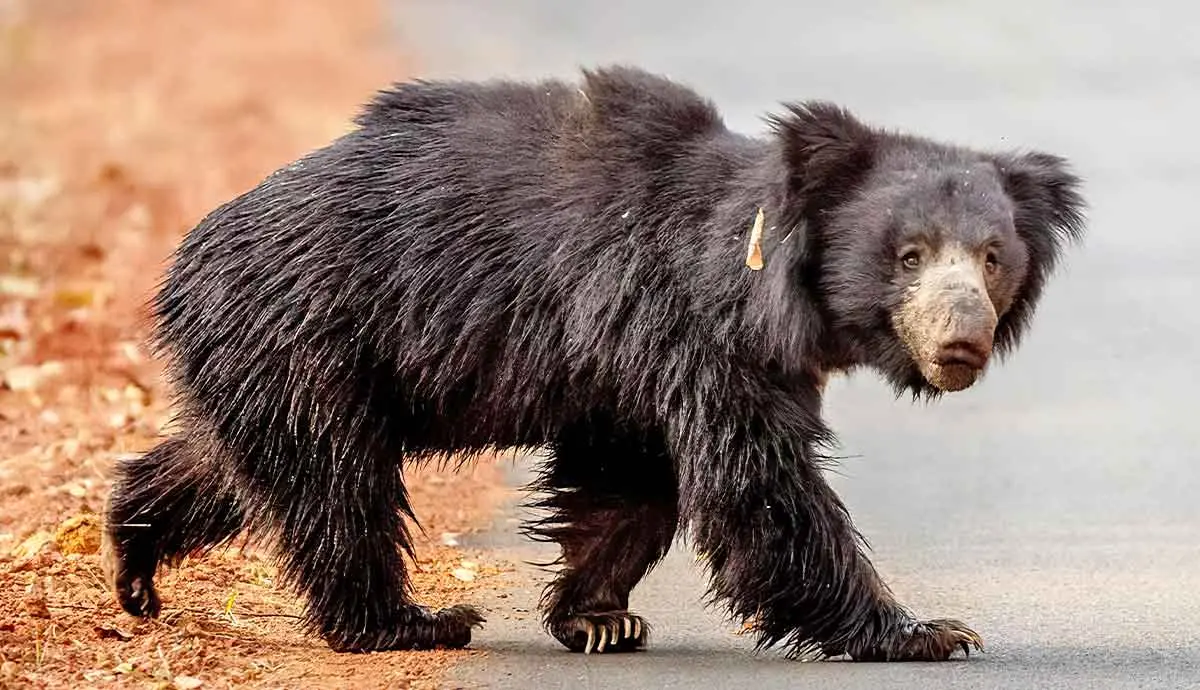 amazing facts about the sloth bear