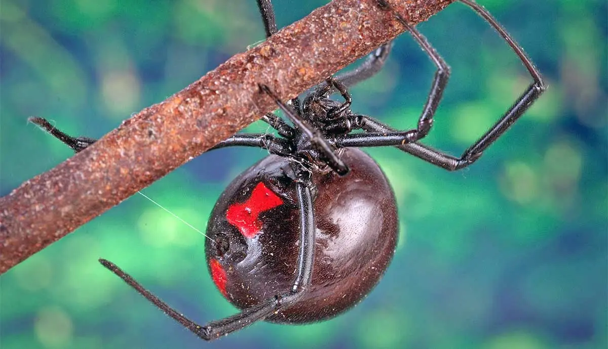 black widow spider in a web