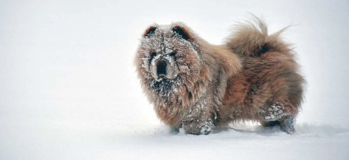 Chow Chow Dog Playing in Snow