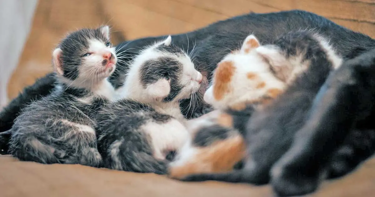 mother cat nursing kittens