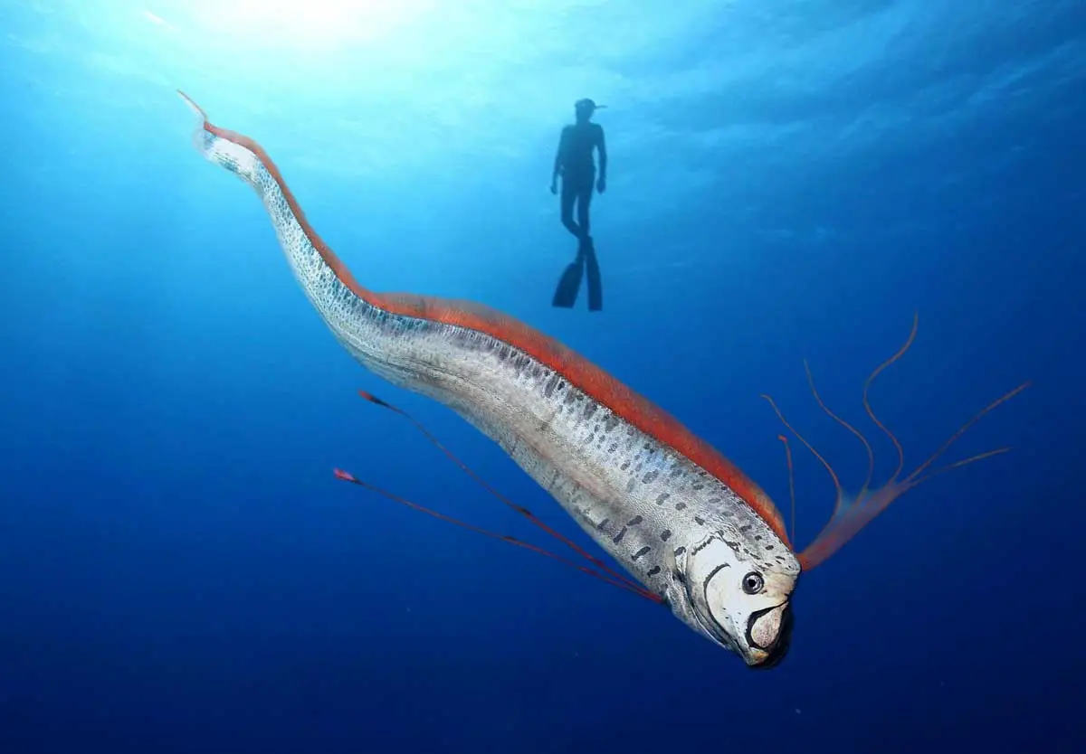 giant oarfish swimming next to human
