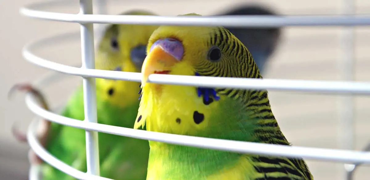 Two Budgerigars in a cage