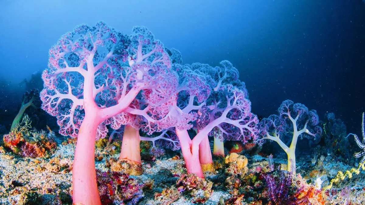 deep sea coral reef