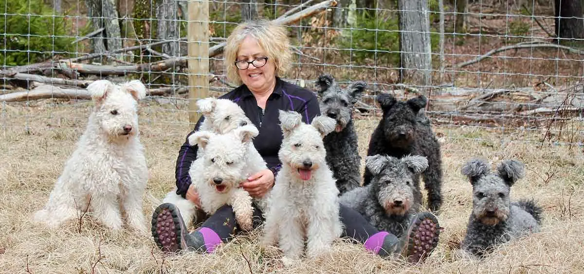 pumi dogs sitting in a group with lady