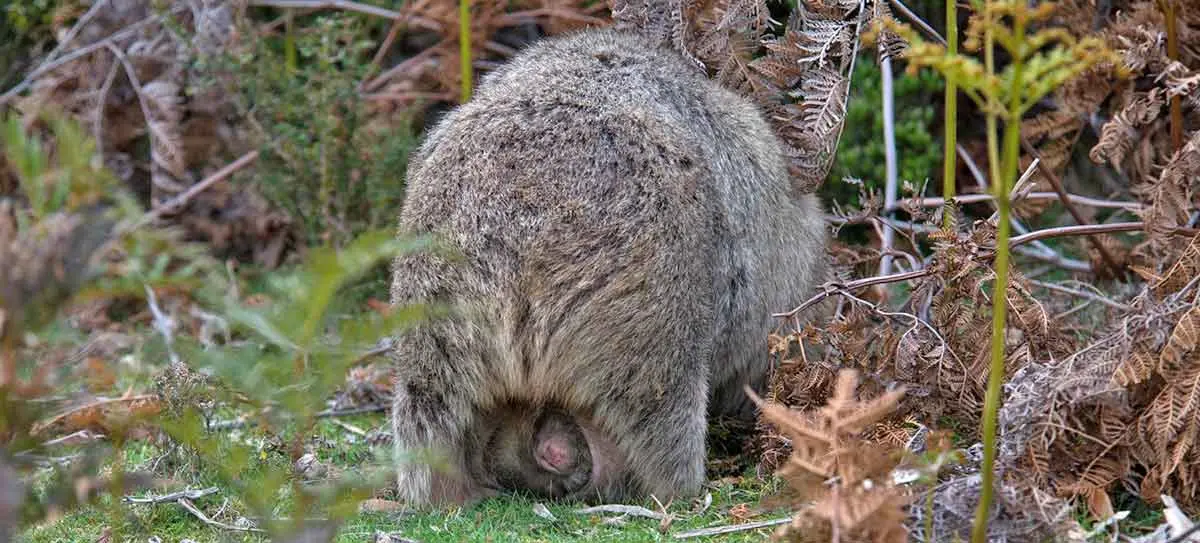 fluffy wombat butt