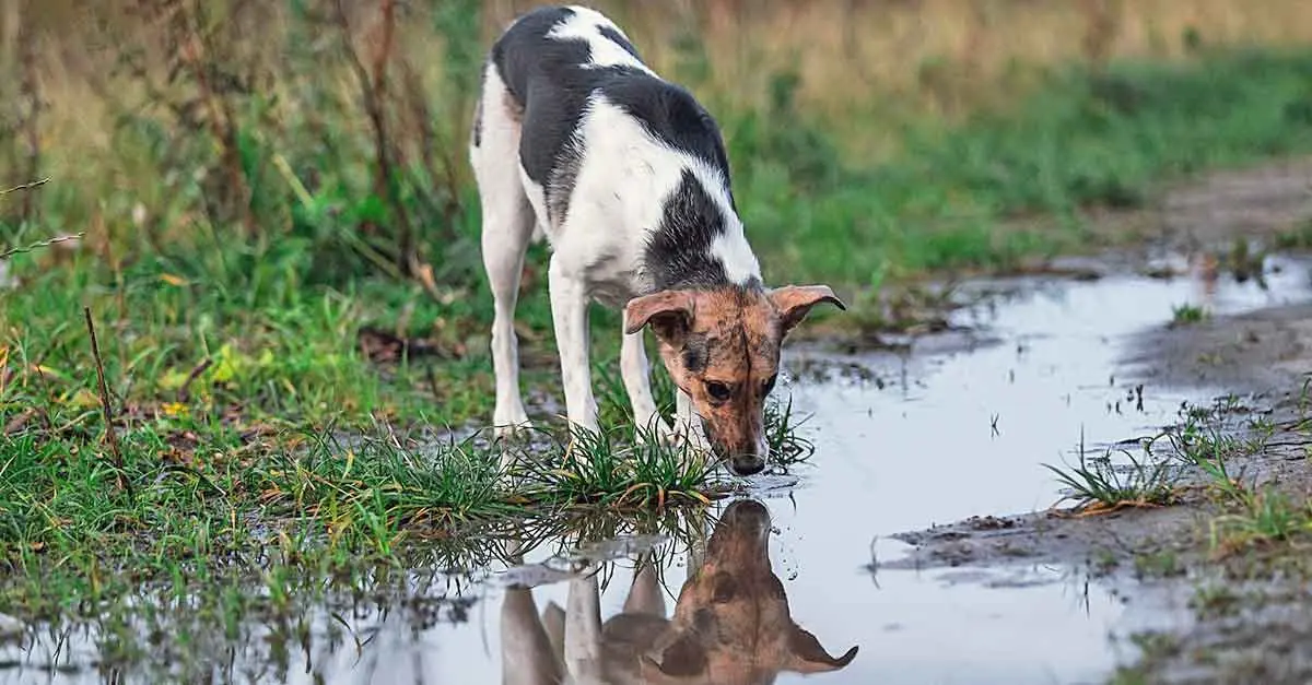 dog drinking from dirty puddle